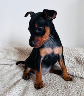 Les chiots de Pinscher nain