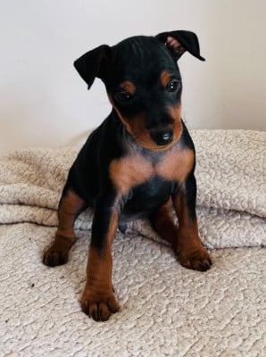Les chiots de Pinscher nain