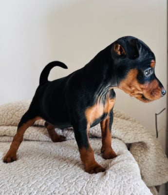 Les chiots de Pinscher nain