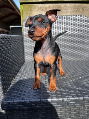 Les chiots de Pinscher nain