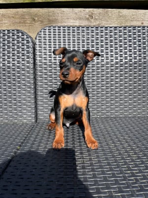 Les chiots de Pinscher nain