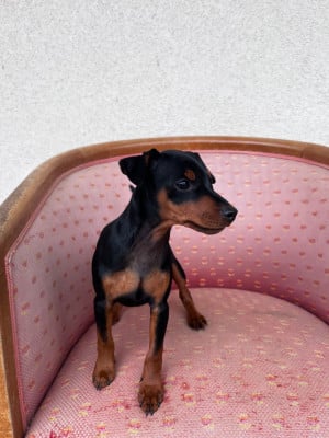 Les chiots de Pinscher nain