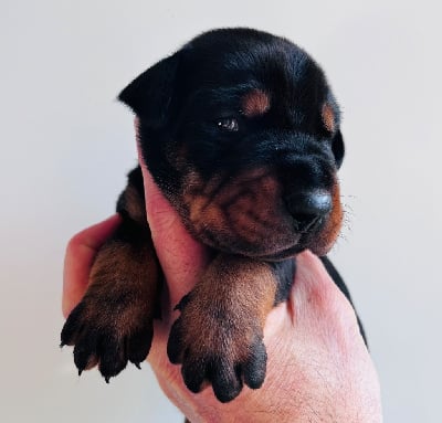 Les chiots de Dobermann