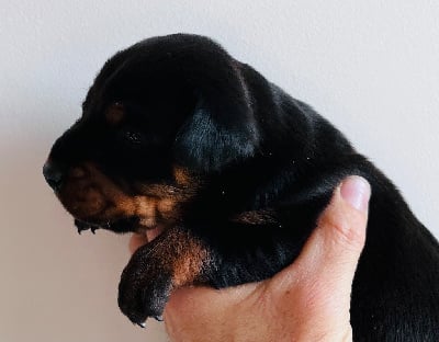 Les chiots de Dobermann