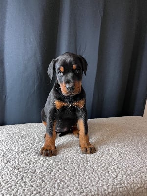 Les chiots de Dobermann