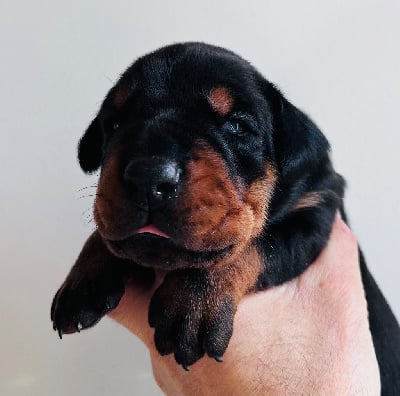 Les chiots de Dobermann