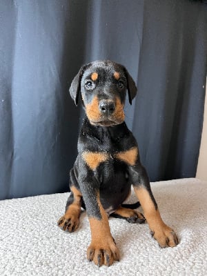 Les chiots de Dobermann