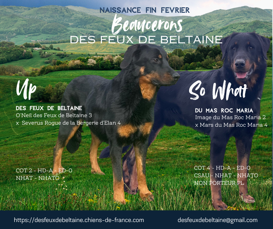 Berger de Beauce - Des Feux De Beltaine