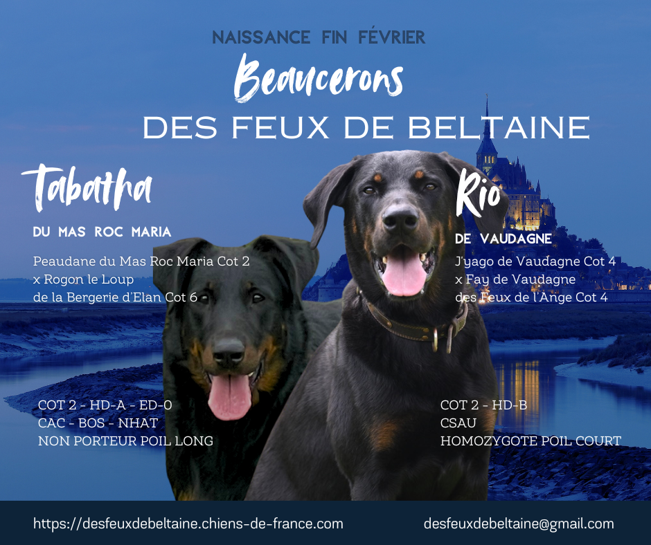 Berger de Beauce - Des Feux De Beltaine