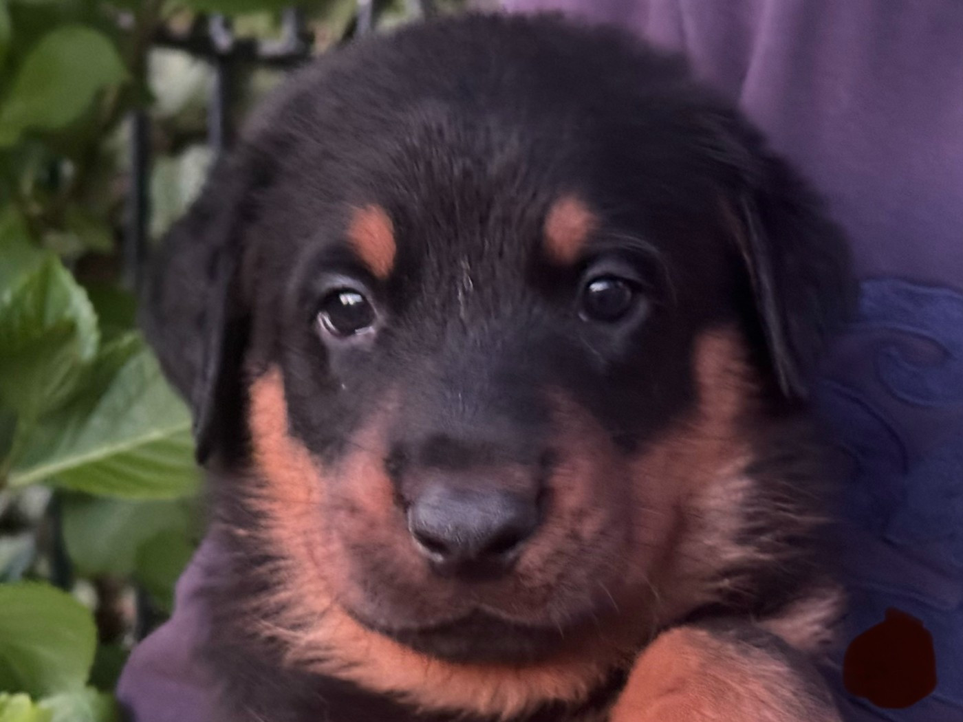 Mâle Rouge - Berger de Beauce