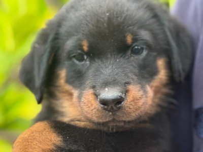 Les chiots de Berger de Beauce