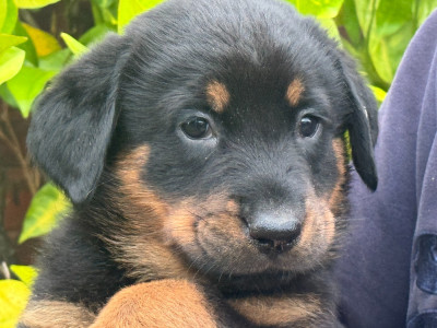 Les chiots de Berger de Beauce