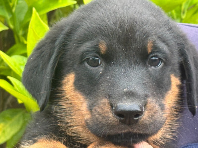 Les chiots de Berger de Beauce