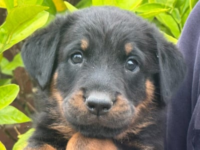 Les chiots de Berger de Beauce