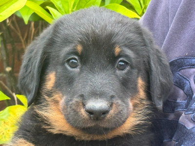 Les chiots de Berger de Beauce