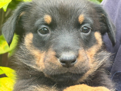 Les chiots de Berger de Beauce