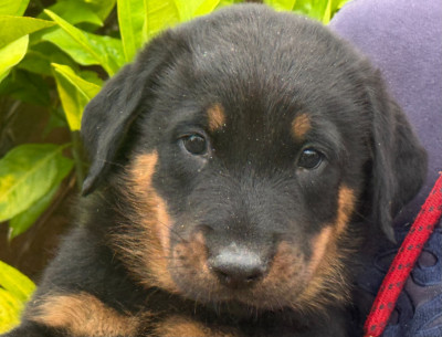 Les chiots de Berger de Beauce