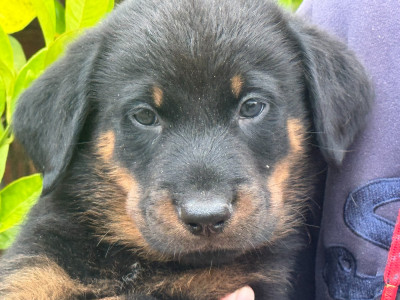 Les chiots de Berger de Beauce