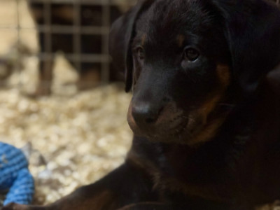 Les chiots de Berger de Beauce