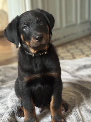 Les chiots de Berger de Beauce