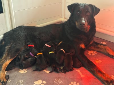 Les chiots de Berger de Beauce