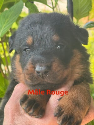 Les chiots de Berger de Beauce