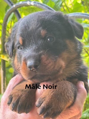 Les chiots de Berger de Beauce