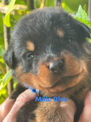 Les chiots de Berger de Beauce