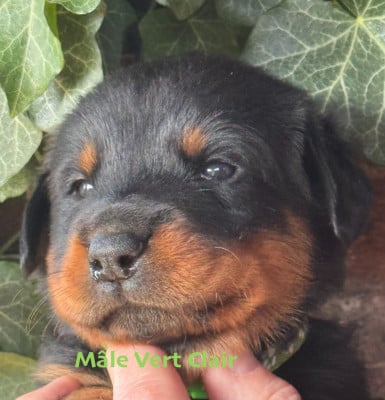 Les chiots de Berger de Beauce