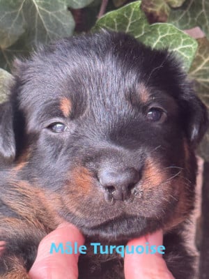 Les chiots de Berger de Beauce