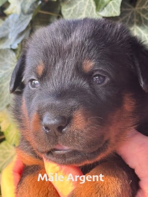 Les chiots de Berger de Beauce
