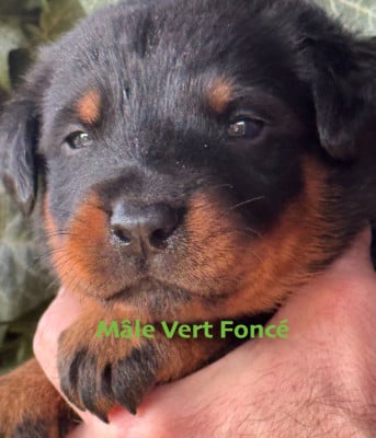 Les chiots de Berger de Beauce