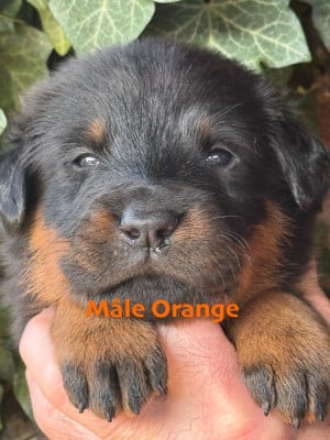 Les chiots de Berger de Beauce