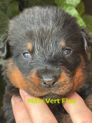 Les chiots de Berger de Beauce