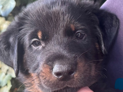 Les chiots de Berger de Beauce