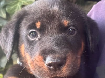 Les chiots de Berger de Beauce