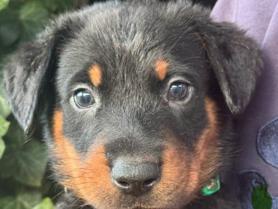 Les chiots de Berger de Beauce