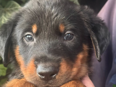 Les chiots de Berger de Beauce