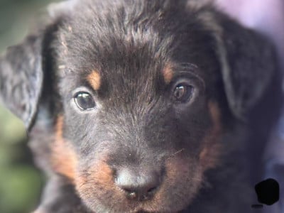 Les chiots de Berger de Beauce