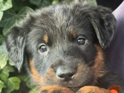 Les chiots de Berger de Beauce
