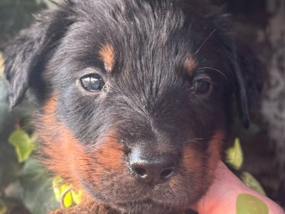 Les chiots de Berger de Beauce