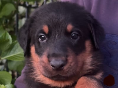 Les chiots de Berger de Beauce