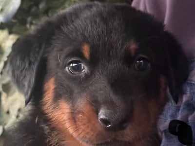 Les chiots de Berger de Beauce