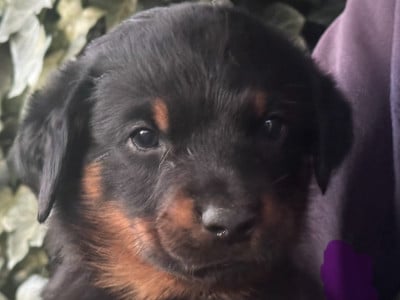 Les chiots de Berger de Beauce