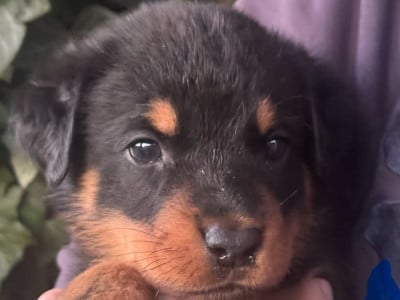 Les chiots de Berger de Beauce