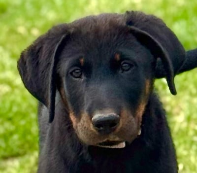 Les chiots de Berger de Beauce