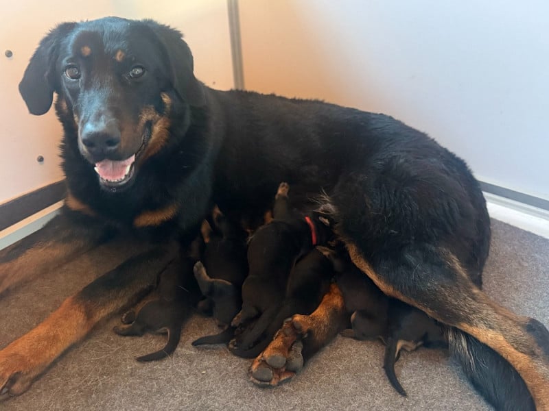 Berger de Beauce - Des Feux De Beltaine