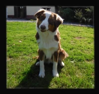 Publication : Des Anges D'ilithye