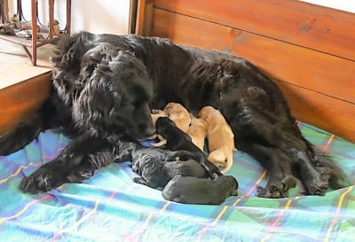 Les chiots de Hovawart