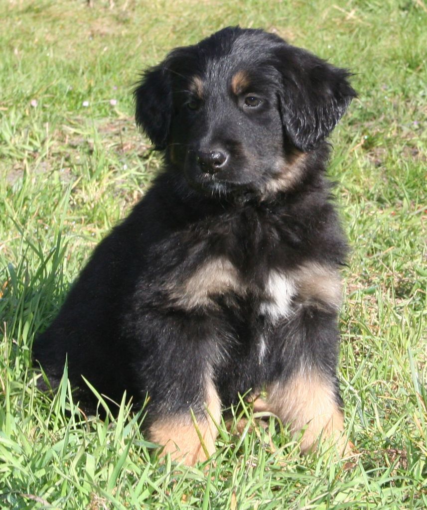 Chiot Elevage Des Bois De Piron Eleveur De Chiens Hovawart